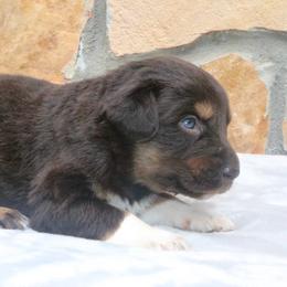 Paleta - Red tri-color female Australian Shepherd puppy in Macon, Georgia from Shaina’s Shepherds