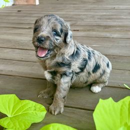 Lexi - Blue merle female Aussiedoodle puppy in Talihina, Oklahoma from Lockhart Mini Aussies