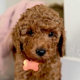 Sammy - Red  male Goldendoodle puppy in South Jordan, Utah from Wasatch Pup