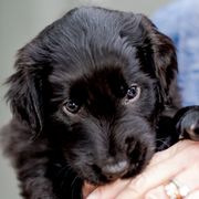 Girl 2 Roxi(e) - Black Flat-Coated Retriever puppy in Petaluma, California from Quail Run Flat-Coated Retrievers