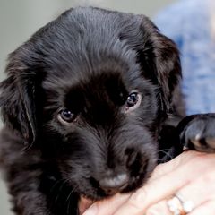 Girl 2 Roxi(e) - Black Flat-Coated Retriever puppy in Petaluma, California from Quail Run Flat-Coated Retrievers