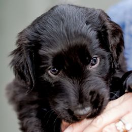 Girl 2 Roxi(e) - Black Flat-Coated Retriever puppy in Petaluma, California from Quail Run Flat-Coated Retrievers