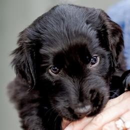 Girl 2 Roxi(e) - Black Flat-Coated Retriever puppy in Petaluma, California from Quail Run Flat-Coated Retrievers