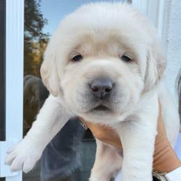 Teal - Champagne female Dilute Retriever puppy in Orangevale, California from NorCal Silver & Coal Labradors