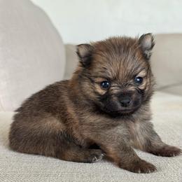 Girl 1 - Chocolate sable female Pomeranian puppy in Meridian, Idaho from Idaho_poms