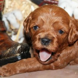 Cavalier King Charles Spaniel and Cavapoo Puppies from Country Life Cavaliers