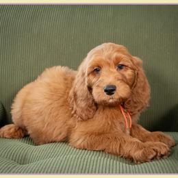 Van - Red  male Goldendoodle puppy in Connersville, Indiana from Deaz Doodle Ranch