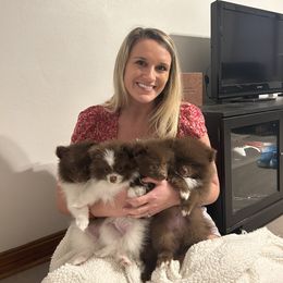Pomeranian Puppies from Lucky Poms
