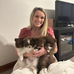 Pomeranian Puppies from Lucky Poms