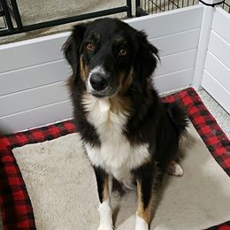 Raven - Australian Shepherd