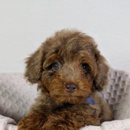 Aussiedoodle Puppies from The Cuddly Dood Ranch