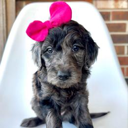 Lynx - Merle female Goldendoodle puppy in Pulaski, Tennessee from Doodle My Heart
