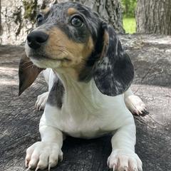 Klaus - Dapple male Dachshund puppy in Industry, Illinois from KDKs Kennels