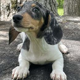 Klaus - Dapple male Dachshund puppy in Industry, Illinois from KDKs Kennels