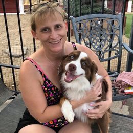 Aussiedoodle, Australian Shepherd, Miniature American Shepherd, and Miniature Australian Shepherd Puppies from Bline's Awesome Aussies