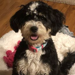 Maggie - Bernedoodle