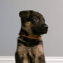 German Shepherd Puppies from Muddy Acres German Shepherds