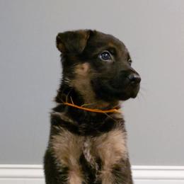 German Shepherd Puppies from Muddy Acres German Shepherds