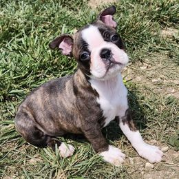 Boston Terriers, Goldendoodles, and Labradoodles from Legacy Bostons and Goldendoodles