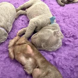 Weimaraner Puppies from Trax Weimaraners