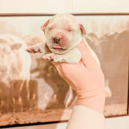 Peppermint - Light golden female Golden Retriever puppy in Mason, Michigan from Sweet Breeze Acres