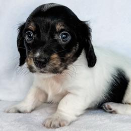 Pterodactyl - Piebald female Dachshund puppy in Winamac, Indiana from WZ Kennels