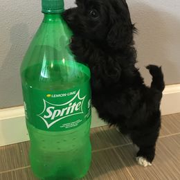 Maltipoo and Poodle Puppies from Toy Poodle & Maltipoo Maui