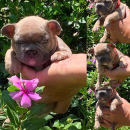 French Bulldog Puppies from Calypso Canine Company