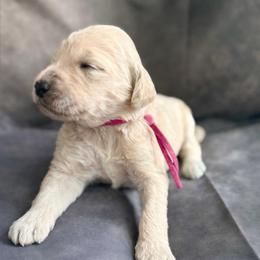 Joy - Cream female Goldendoodle puppy in Houston, Texas from Were The Mack'Doodles