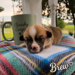 Brew - Red male Pembroke Welsh Corgi puppy in Rose, Nebraska from Clearsky Corgis
