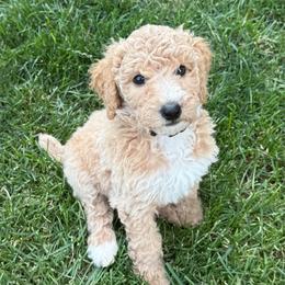 Zoe - Cream female Poodle puppy in Dayton, Washington from Country Sundance Poodles