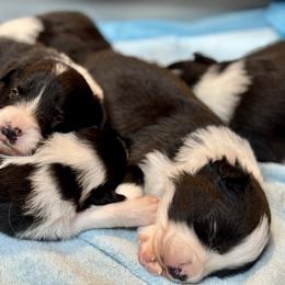 Belgian Malinois, Border Collie, and German Shepherd Puppies from Fairlane Kennels