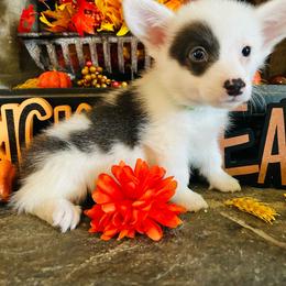 Zeus - Gray and white male American Corgi puppy in Cocoa, Florida from Cascadian Space Coast Corgis LLC
