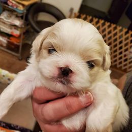 Pekingese Puppies from Blue Rage Pekes