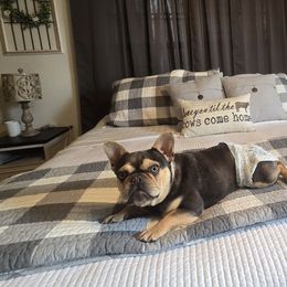 French Bulldogs from Diamond Dreams French Bulldogs