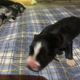Nova - Black tri-color female Australian Shepherd puppy in Lynnville, Indiana from Moonlightaussies