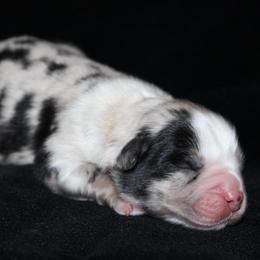 Clover - Blue merle male Australian Shepherd puppy in Colorado Springs, Colorado from Rocky Mountain Aussies