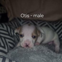 Otis - White and apricot male Teddy Roosevelt Terrier puppy in Murray, Kentucky from Froschwald German Shepherds and Xanadu Teddy Roosevelt Terriers