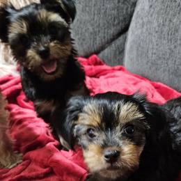 Yorkshire Terriers from PB Legacy Yorkies