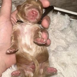 Doc - Cream male Dachshund puppy in Atwood, Oklahoma from Holder’s Doxie Farm