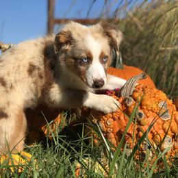 Aussiedoodle, French Bulldog, and Toy Australian Shepherd Puppies from Desert Dreamcatcher Ranch