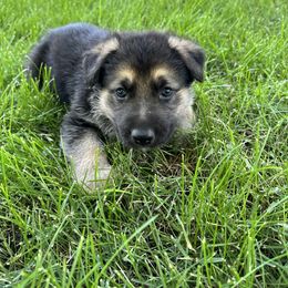 German Shepherd Puppies from Bear Lake Shepherds