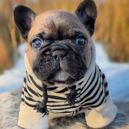 Fezzick - Fawn male French Bulldog puppy in Delafield, Wisconsin from Bishop Bullyz