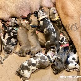 Great Dane Puppies from Starlight Danes