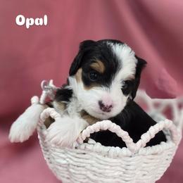 Opal - Tri-color female Bernedoodle puppy in Eatonville, Washington from Mt. Rainier Doodle Dogs