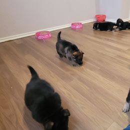 German Shepherd Puppies from Lux Shepherds