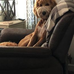 Goldendoodle and Maltipoo All Grown Up from Palm View Pups
