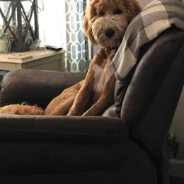 Goldendoodle and Maltipoo All Grown Up from Palm View Pups