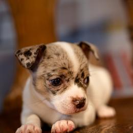 Chihuahua Puppies from Arizona Adventure Chihuahuas
