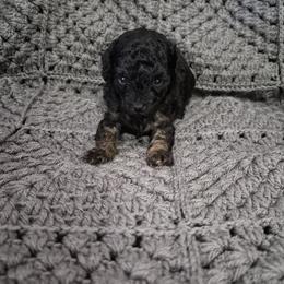 Jax - Phantom male Poodle puppy in Chandler, Arizona from Fabi Poodle